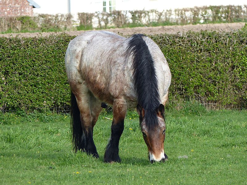 File:Ardennais mâle hongre bai rouanné pangaré.jpg