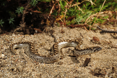 Eryx jaculus (Javelin Sand Boa)