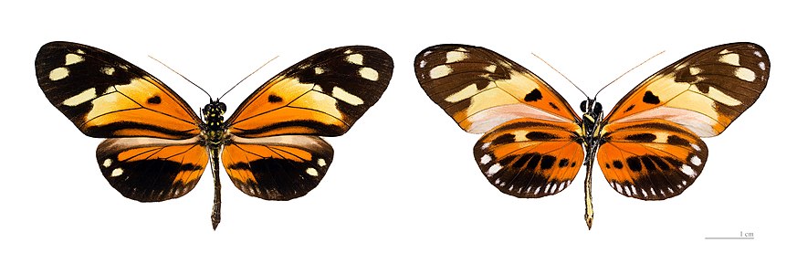 ♂ Heliconius numata subsp. numata (Numata Longwing)