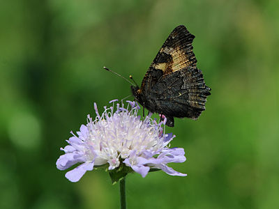 Aglais urticae (Small Tortoiseshell) Image is also a Featured picture of Dipsacales