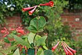 Leaves and appearance after blooms detach