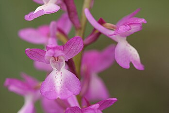 <center>Orchis langei<br>Orchis mascula<br>subsp. laxifloriformis</center>