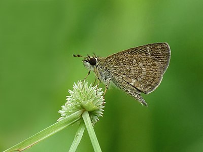 Aeromachus pygmaeus (Pygmy Scrub-hopper)