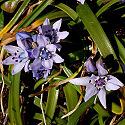 Spring squill