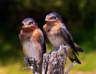 Yavru Avustralya kırlangıçları (Hirundo neoxena).(Üreten: Benjamint444)