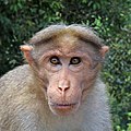 Bonnet macaque