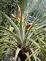 Graue Tillandsie Tillandsia fasciculata.