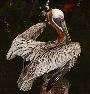 Kanatlarını kurutan Karayip Kahverengi Pelikanı (Pelecanus occidentalis occidentalis), kahverengi boynunu gözler önüne seriyor. Karayip Kahverengi Pelikanı dahil beş alttürü olan Kahverengi Pelikan, pelikanların en küçük türüdür. (Üreten:en:User:Ram-Man)