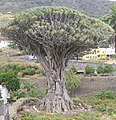 Ancient specimen at Icod de los Vinos, Tenerife