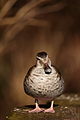 * Nomination Duck at Munich Zoo --Martin Falbisoner 19:24, 21 March 2013 (UTC) * Promotion Good quality. --Gidip 20:27, 24 March 2013 (UTC)