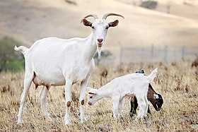 Cabra-doméstica (Capra hircus)