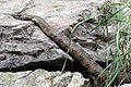 Natrix maura, Es: Culebra viperina Ga: Cobra viperina