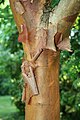 Bark closeup