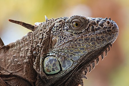 Iguana portrait acapulco 201905 1