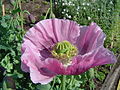 Papavero da oppio (Papaver somniferum)