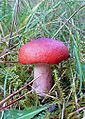 !Russula rhodopus!