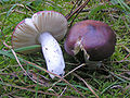 Russula caerulea (Russulales, Russulaceae)