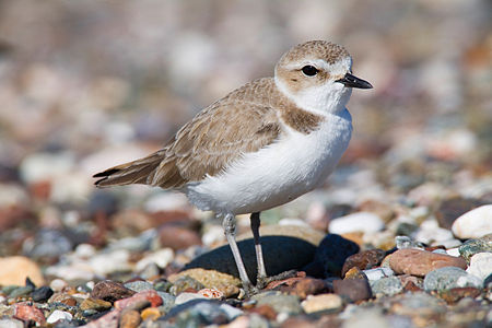 Akça cılıbıt (Charadrius alexandrinus) (Üreten:Mike Baird)