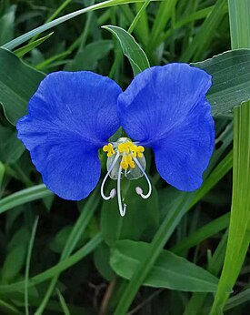 Коммелина обыкновенная (Commelina communis)