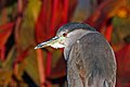 19. Feketefejű bakcsó (Nycticorax nycticorax) (javítás)/(csere)