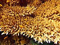 Corail branchu Acropora