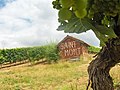 Côtes-de-saint-mont, à Lupiac.