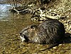 Myocastor coypus