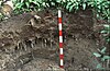 A red-and-white striped stick leans against a cut bank of soil. The soil has layers in colors from grey to brown and many plant roots. At the top of the image there are plants with large green leaves.