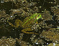 probably marsh frog