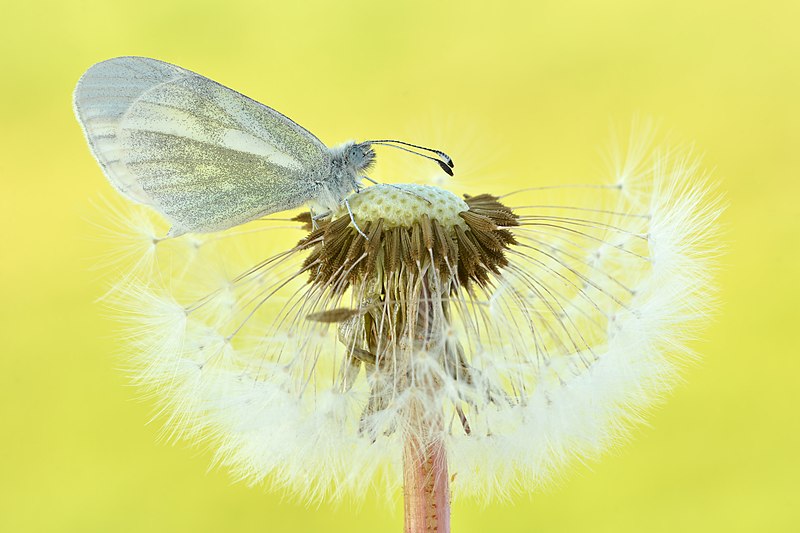 File:Senfweißling auf Pusteblume.jpg