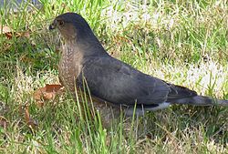 Accipiter striatus 29 Jan 06.jpg