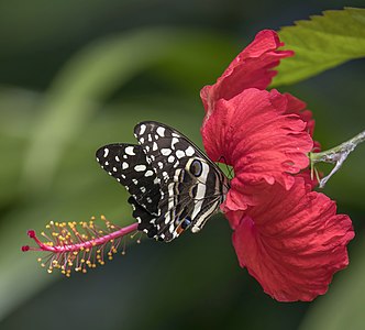 Papilio demodocus (Citrus swallowtails)