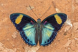 Crimson-spotted forester (Euphaedra themis) male