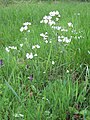 Cardamine pratensis growing in Wiltshire, UK