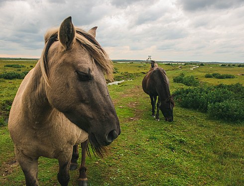 Wild horses in Engure lake Nature Park. Photograph: DaceK 86