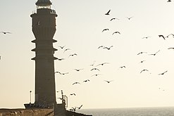 2008 - Le phare refuge des mouettes et cormorans au lever du jour.