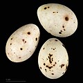 * Nomination eggs of African chaffinch - Oeufs de Pinson des arbres africain --Ercé 06:06, 19 September 2024 (UTC)  Support Good quality. --Velvet 07:03, 19 September 2024 (UTC) * Promotion {{{2}}}