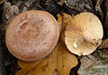 Lactarius quietus