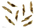 * Nomination seeds of Cytisophyllum sessilifolium - graines de Genêt d'Italie --Ercé 08:08, 20 March 2013 (UTC) * Promotion Good quality. --NorbertNagel 20:08, 21 March 2013 (UTC)