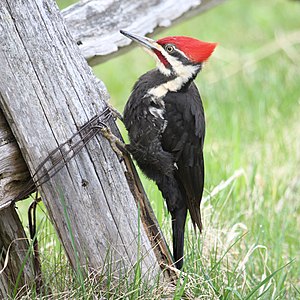 Dryocopus pileatus (Pileated Woodpecker)