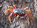 The terrestrial halloween crab, Geocarcinus ruricola