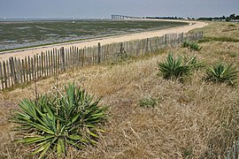 Rivedoux-Plage. Plaja de nord la reflux, la fundul golfului, podul Île de Ré.