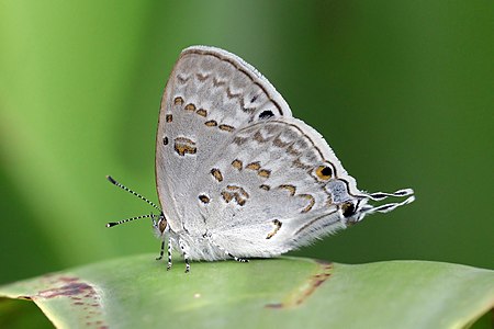 Leptomyrina phidias (Madagascar black-eye)