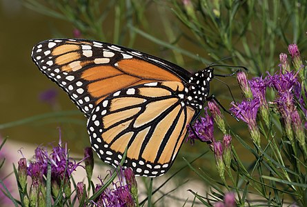 Monarch butterfly in BBG (84685)