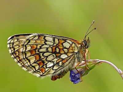 Melitaea athalia (Heath Fritillary)