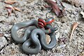 The defensive display of a San Bernardino ring-necked snake