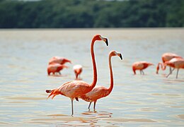 Celestún National Park, Yucatán, Mexico