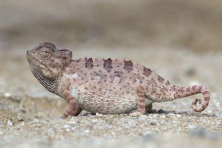 Chamaeleo namaquensis (Namaqua Chameleon)