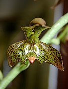 Catasetum cernuum