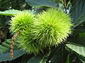 * Nomination Castanea sativa --Aconcagua 10:04, 20 August 2007 (UTC) * Promotion Good focus, light, composition - acceptable.--Beyond silence 17:53, 20 August 2007 (UTC)